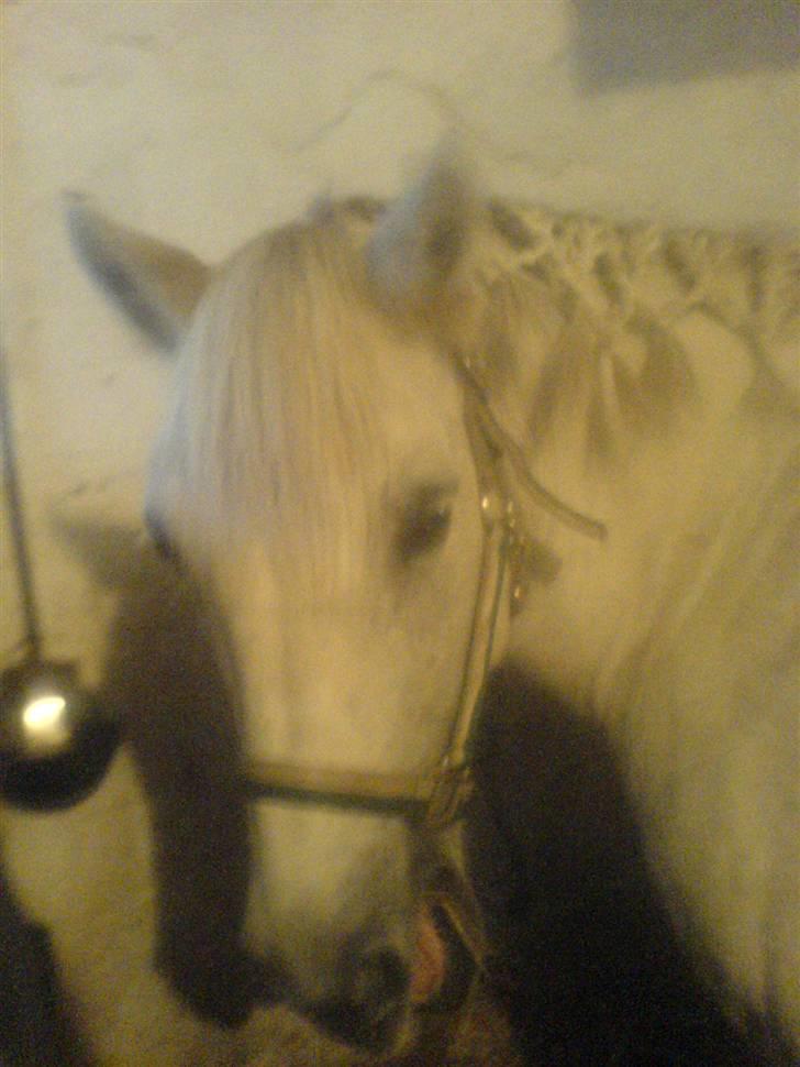 Anden særlig race Sibon - sibon han ser ud at ha griner :-P billede 18