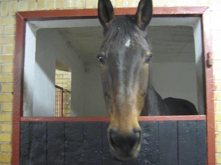 Anden særlig race Tanok - tanok <3 billede 5