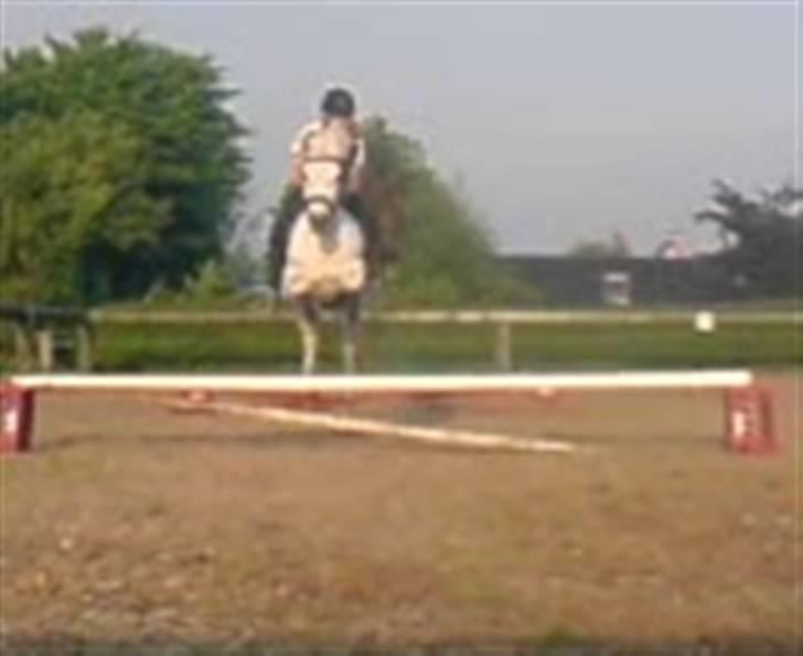 Anden særlig race Sibon - JUUUUHHHHUUUUUUUUU spring.. :D :D :D :D billede 19