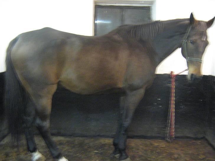 Anden særlig race Tanok - tanok i vandspiltov <3 billede 6