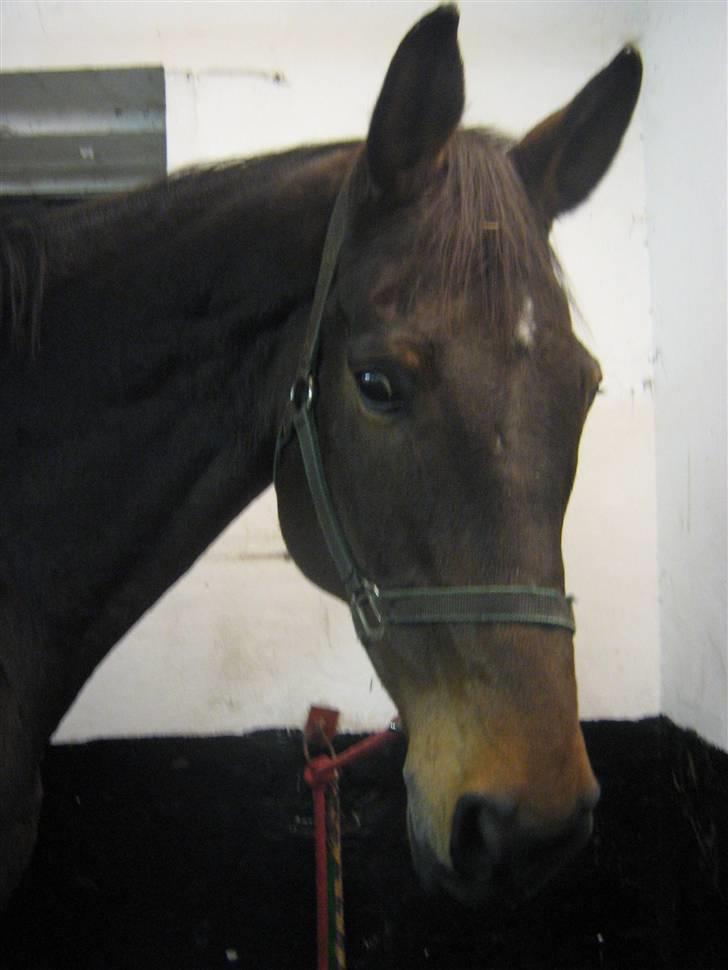 Anden særlig race Tanok - ham venter på jeg bliver færdig :D billede 7