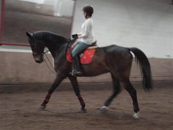 Anden særlig race Tanok billede 8