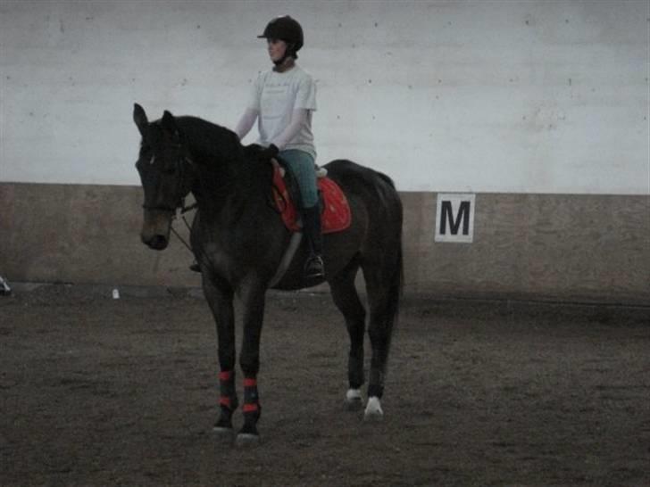 Anden særlig race Tanok billede 10