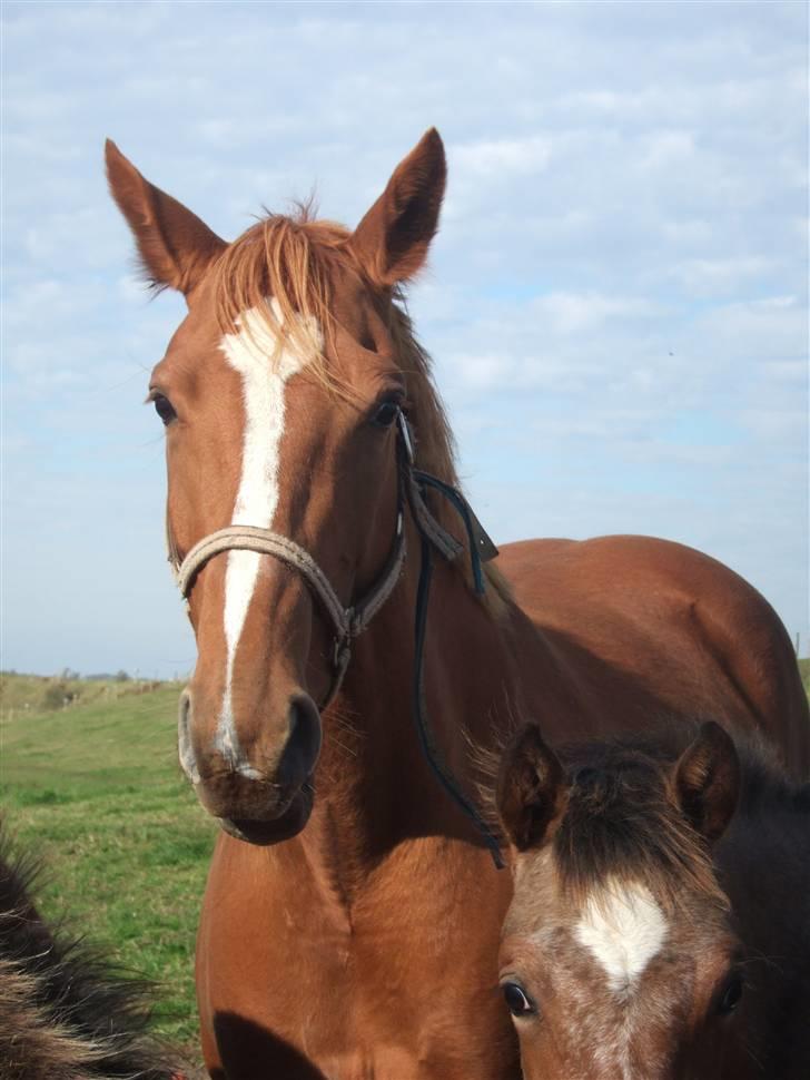 Dansk Varmblod Dakota Skrødstrup DH billede 11