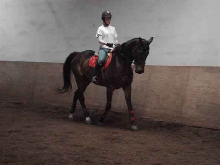 Anden særlig race Tanok billede 13