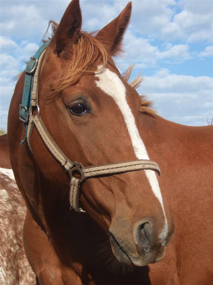 Dansk Varmblod Dakota Skrødstrup DH billede 12