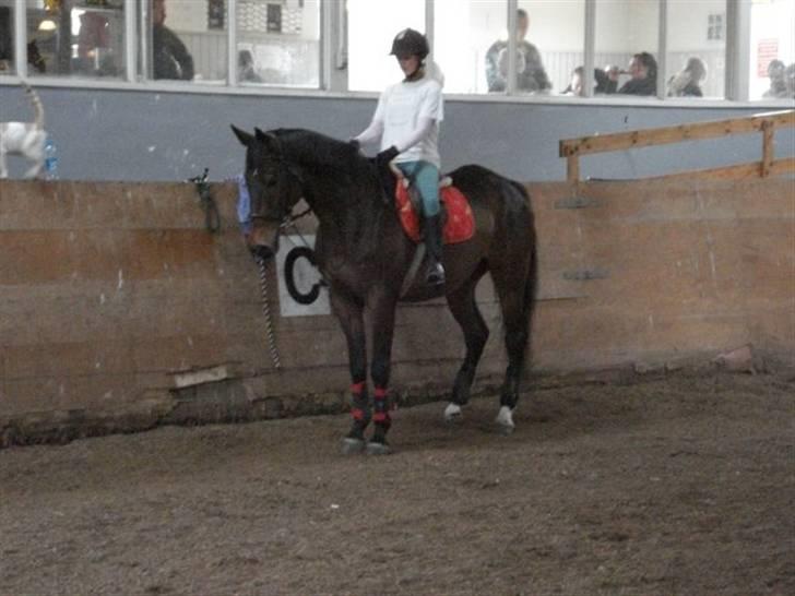 Anden særlig race Tanok billede 14