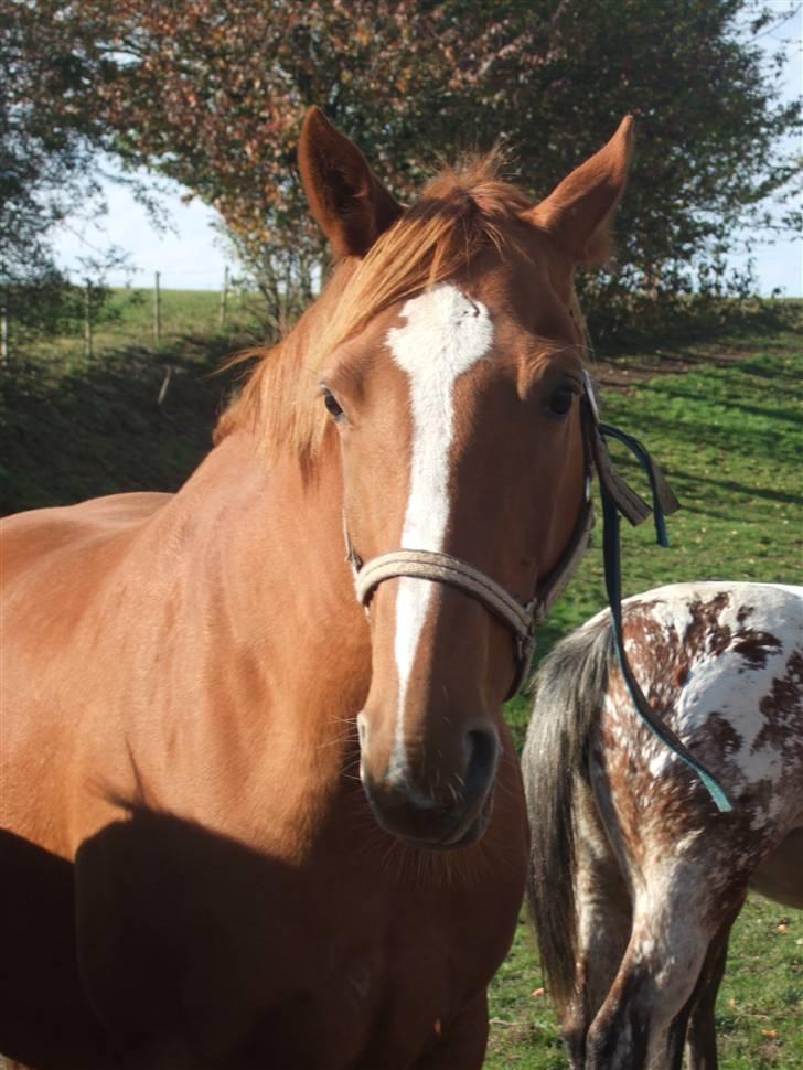 Dansk Varmblod Dakota Skrødstrup DH billede 13