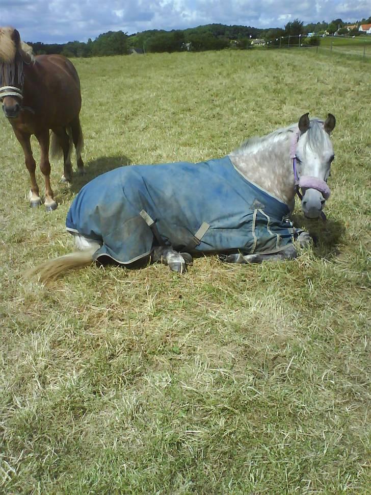 Arabisk fuldblod (OX) Cezanne OX  Solgt - Cezanne på fold d.  21-06-08 ;-* <33 billede 9