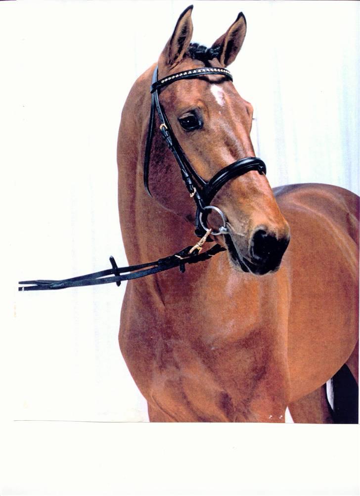 Dansk Varmblod Chester-WI - Smukke Chester Hingstekåring 1997 billede 1