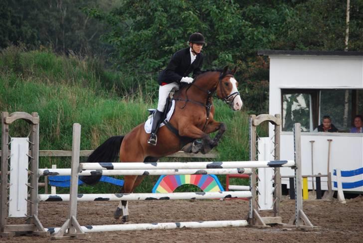 Hollandsk Varmblod Nelson R.I.P <3 - Velkommen til Nelsons profil. Du er velkommen til at lægge en bedømmelse, iog evt en kommentar. Jeg har næsten ingen ridebilleder, så det håber jeg i bære over med.!  billede 1