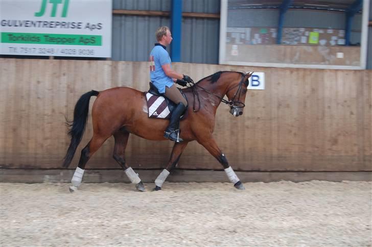 Dansk Varmblod Chester-WI - Dan og Chester i fri trav billede 4