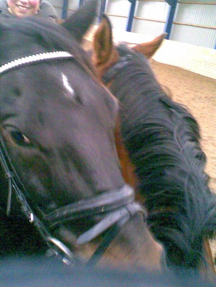 Dansk Varmblod Chester-WI - Haiko og chester de 2 bedste venner billede 6