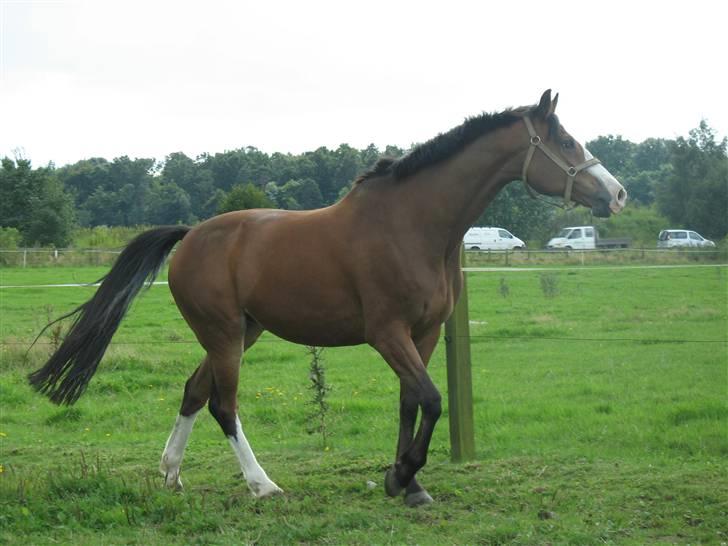 Hollandsk Varmblod Nelson R.I.P <3 - Hmm.. Hvor skulle de nu hen? Altså Lidt lækker har man vel lobv til at være over for hopperne ik? billede 4