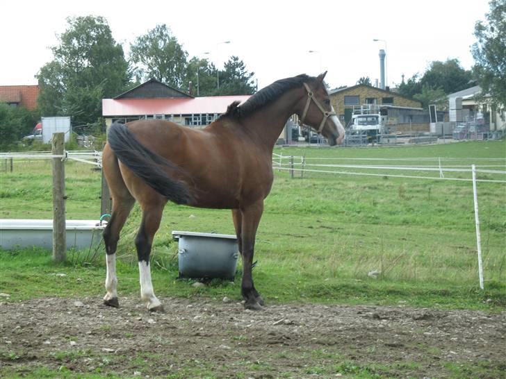 Hollandsk Varmblod Nelson R.I.P <3 - Var de der nu igen de hopper? billede 7