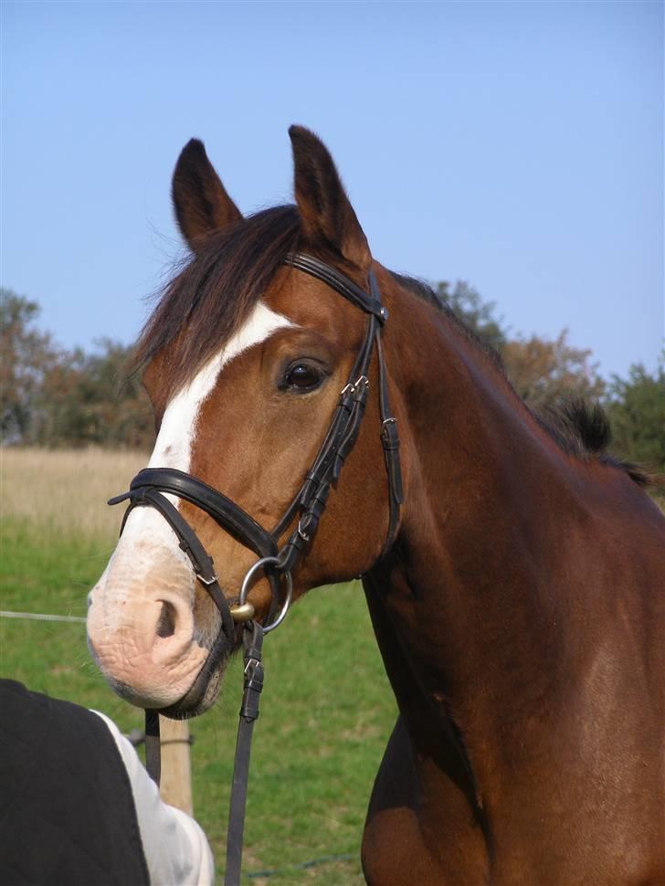 Hollandsk Varmblod Nelson R.I.P <3 - Smukke Nelle! <33 Foto: Sophie billede 8