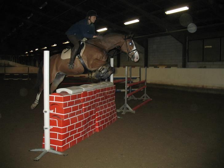 Hollandsk Varmblod Nelson R.I.P <3 - 120. Det er da høj? billede 10