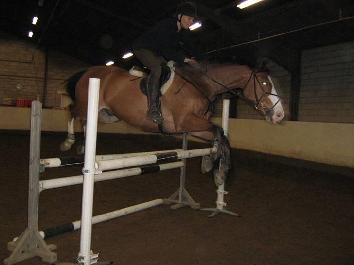 Hollandsk Varmblod Nelson R.I.P <3 - Springe? Det kan han altså! billede 11