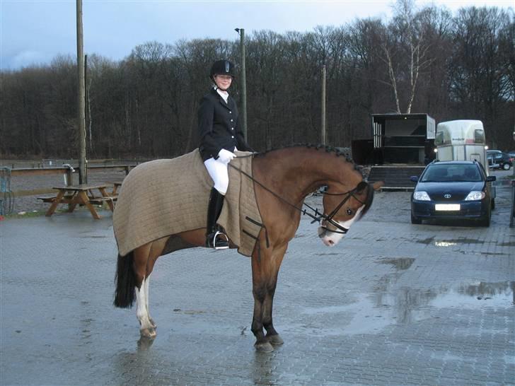 Hollandsk Varmblod Nelson R.I.P <3 - Mig og Nelson til stæve :b Vi vandt en 3 plads i Lc2 Foto: Mor billede 13