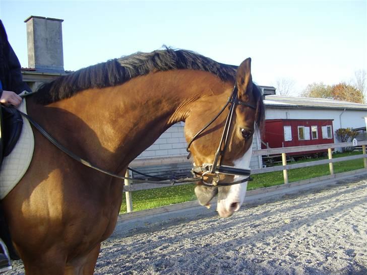 Hollandsk Varmblod Nelson R.I.P <3 - Nelson og mig. Jeg snakker med Charlotte xD Foto: Charlotte billede 14