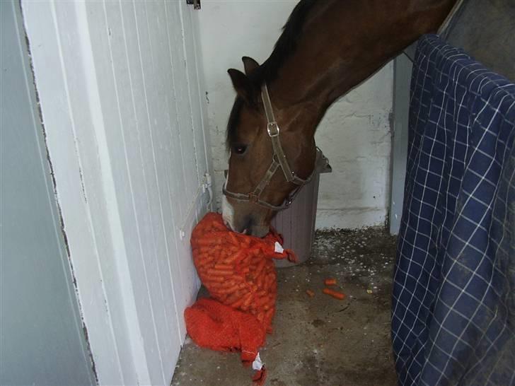 Hollandsk Varmblod Nelson R.I.P <3 - Jeg har dem.. Jeg har dem... Jeg fik dem xD Foto: Mig billede 16