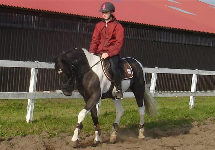 Pinto Paw <A-pony> <3 R.I.P - Paw hjemme d. 15 Oktober billede 4