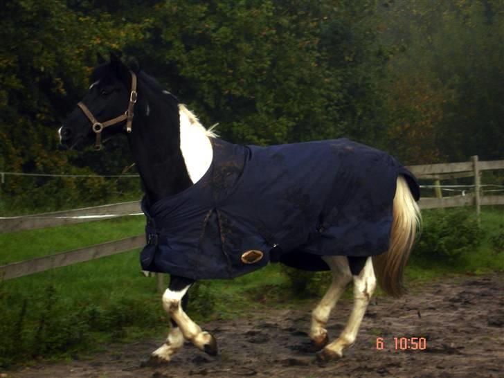 Pinto Paw <A-pony> <3 R.I.P - Paw d. 6 Oktober billede 12