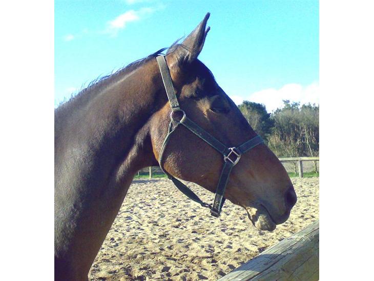 {{currentPhoto.altText}} billede {{currentPhoto.number}}