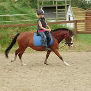 Welsh Pony (sec B) hip hop