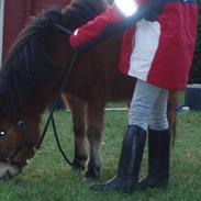 Anden særlig race Max