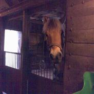 Fjordhest Donni [SOLGT]