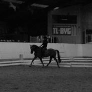 Anden særlig race Hannibal 