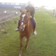 Engelsk Varmblod Pamela's Boy