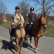 Anden særlig race  Fighter *SOLGT*