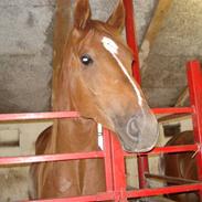 Oldenborg Alfred - solgt