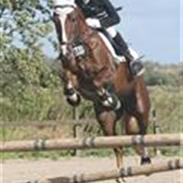 Hollandsk Sportspony Ducardo