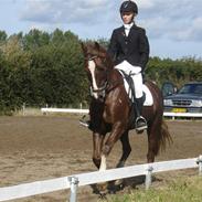 Hollandsk Sportspony Ducardo