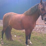 Welsh Pony (sec B) Velved