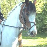 Pinto My Angel R.I.P