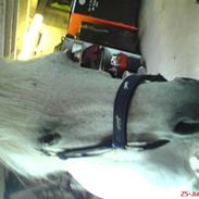 Welsh Mountain (sec A) Cherie