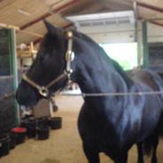 Anden særlig race Lotte