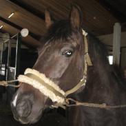 Anden særlig race Lotte