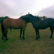 Anden særlig race Lotte