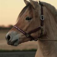 Fjordhest Stald Kiels Krønike