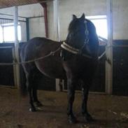 Anden særlig race Lotte