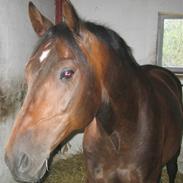 Polsk Varmblod Makker  (Pozew)