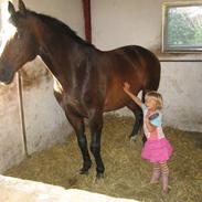 Polsk Varmblod Makker  (Pozew)