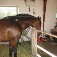 Polsk Varmblod Makker  (Pozew)