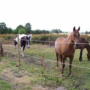 Anden særlig race Dakotabars Donna