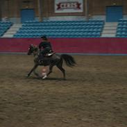 Anden særlig race Dakotabars Donna